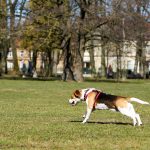 犬を飼育する際には心構えや費用、注意点を把握しておこう