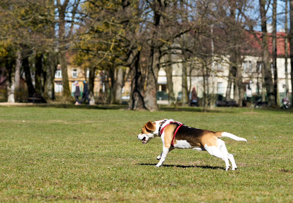 犬を飼育する際には心構えや費用、注意点を把握しておこう
